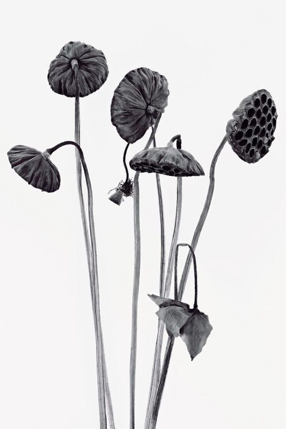 fiori